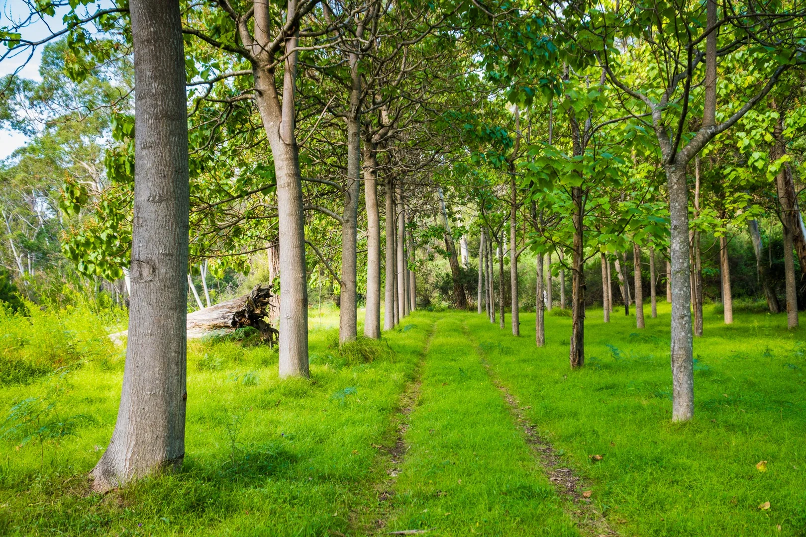 Additional image 9 of 1697 Big Jack Mountain Road, Rocky Hall NSW 2550