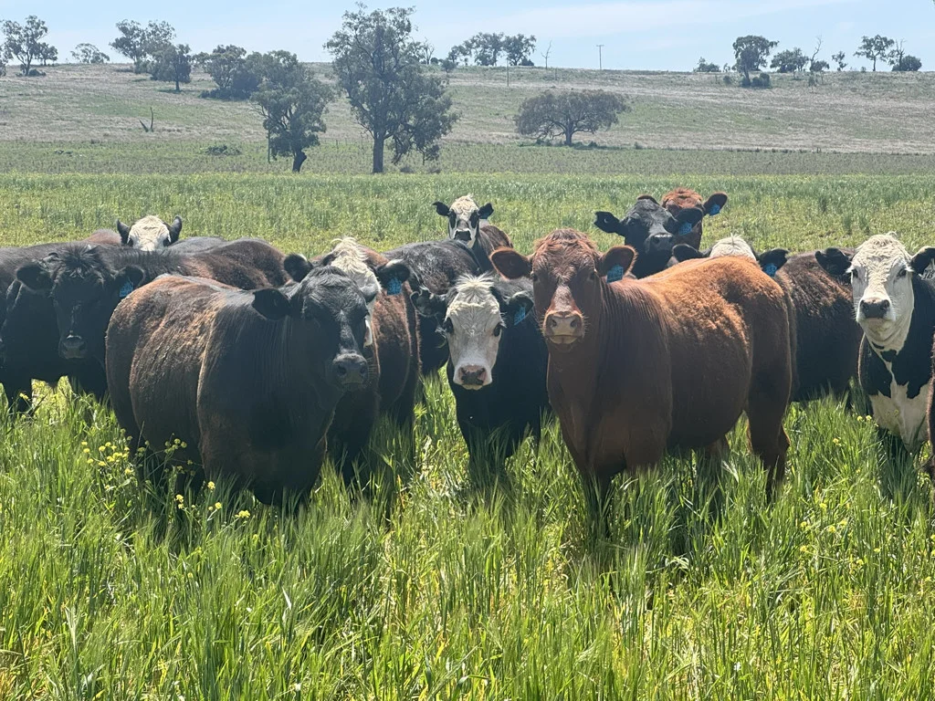 Additional image 6 of Gunnedah NSW 2380