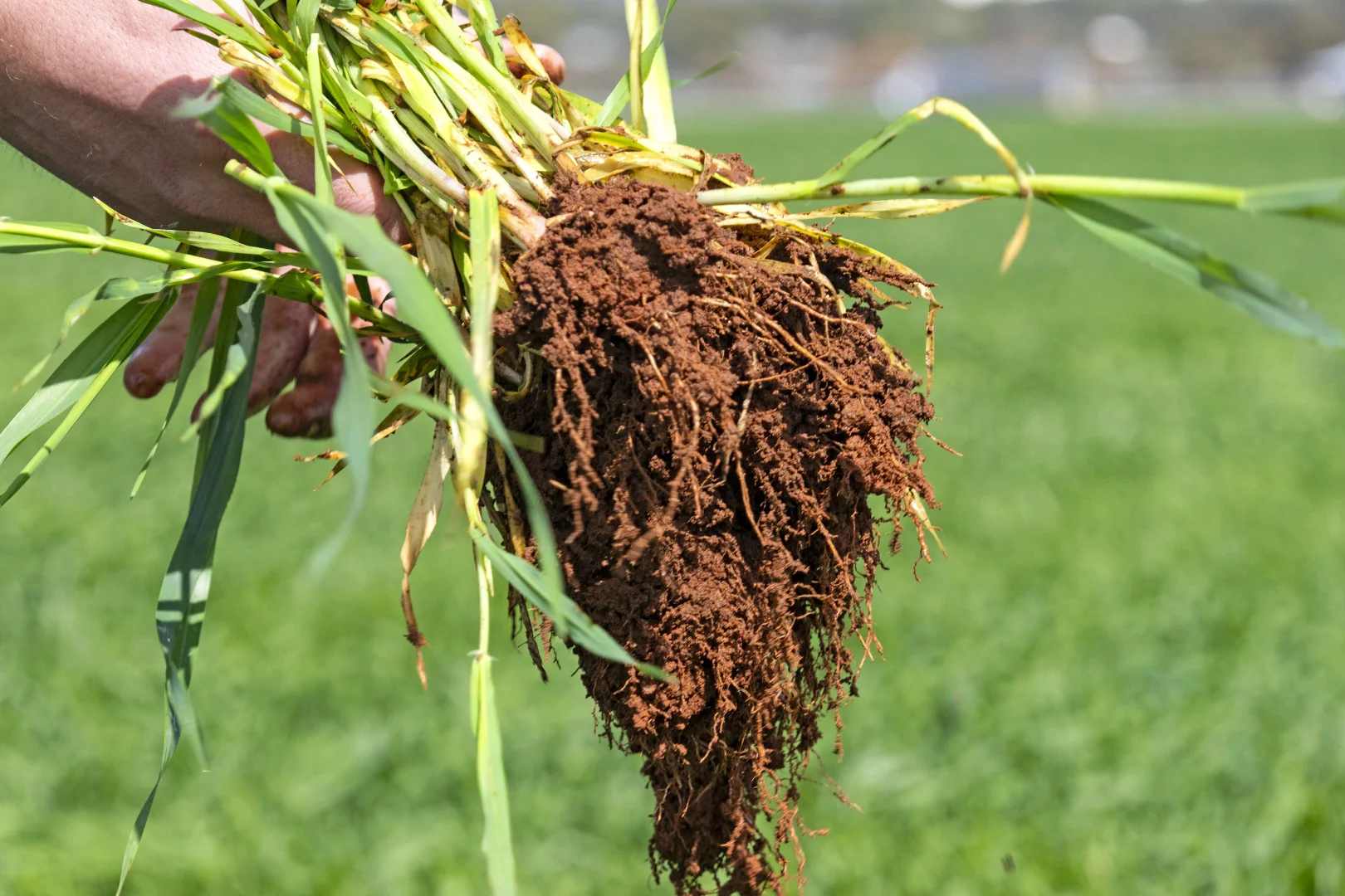 Additional image 3 of 'Hamilton Run Farm' Murchland Drive, Jamestown SA 5491