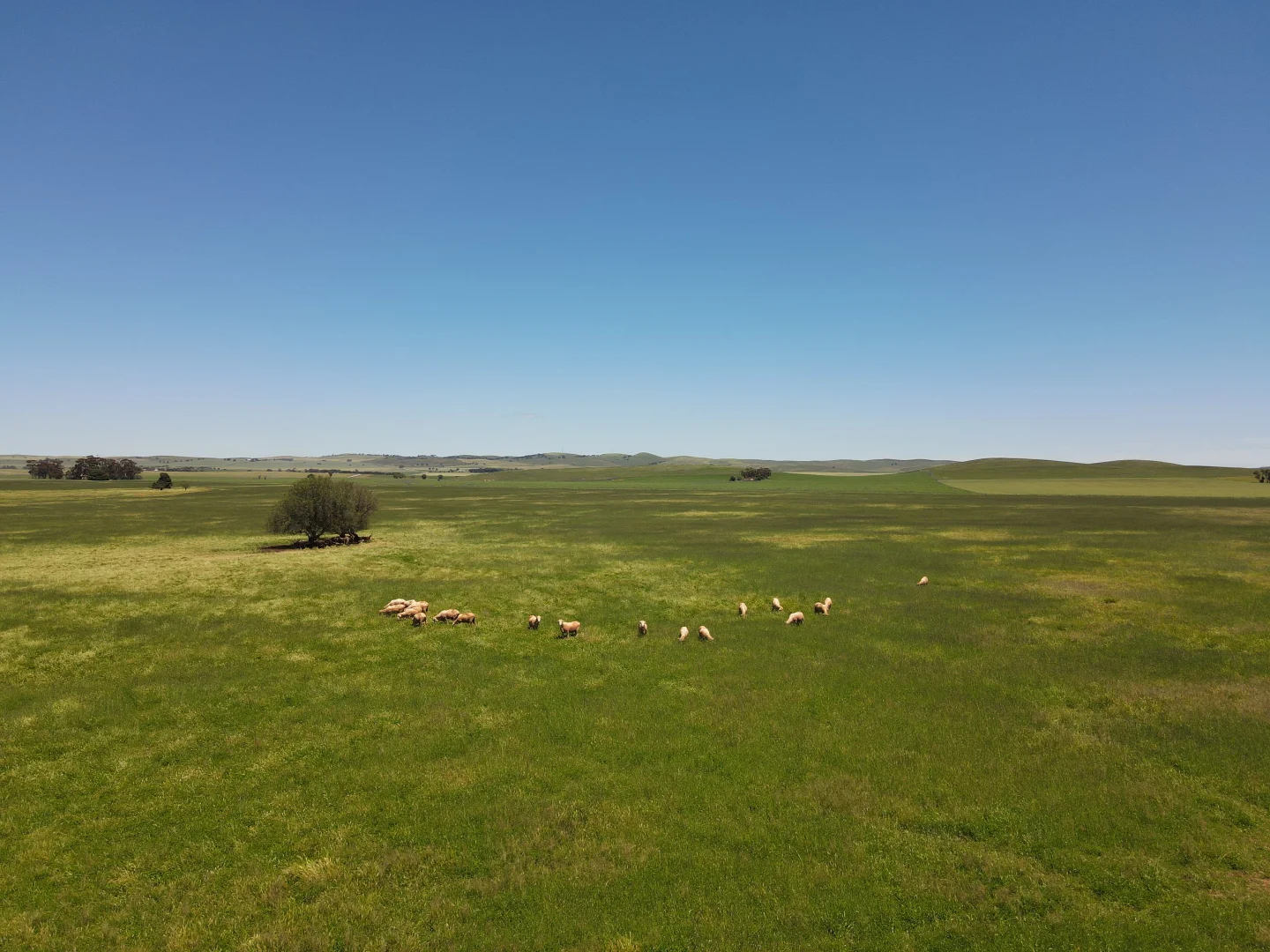 Additional image 2 of 1256 Belalie Rd, Canowie Belt SA 5420