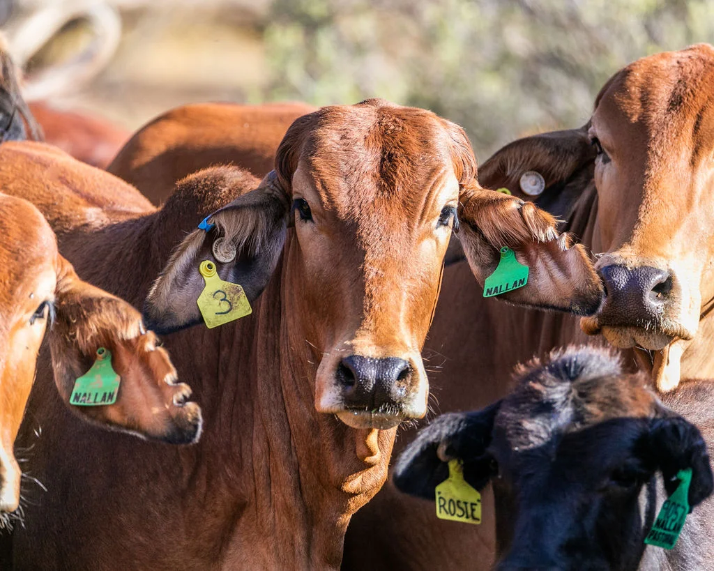 Additional image 13 of Nallan Station, Cue WA 6640