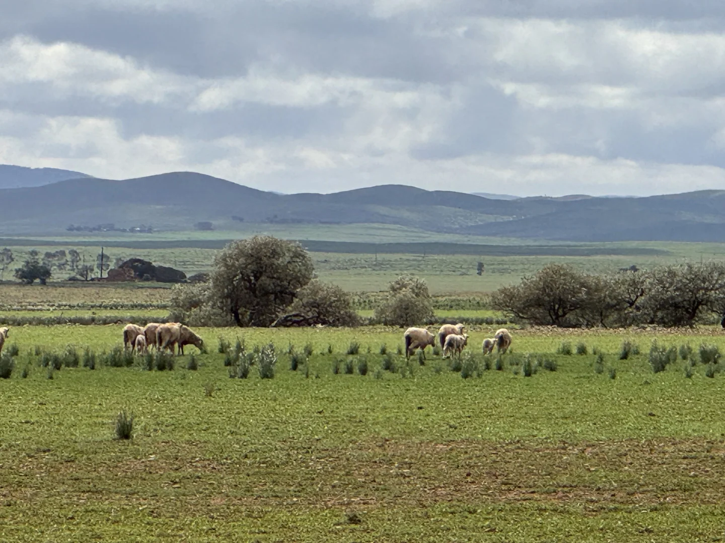 Additional image 2 of Redgum Road, Willowie SA 5431