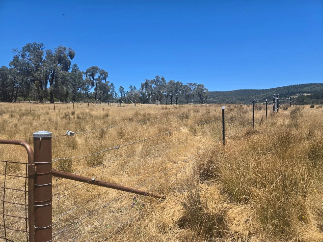 Additional image 20 of "Abercorn", 2154 Kangarooby Road, Gooloogong NSW 2805