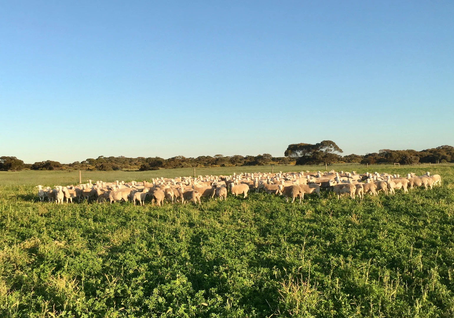 Additional image 6 of 163 McAskill Road, Karkoo SA 5632