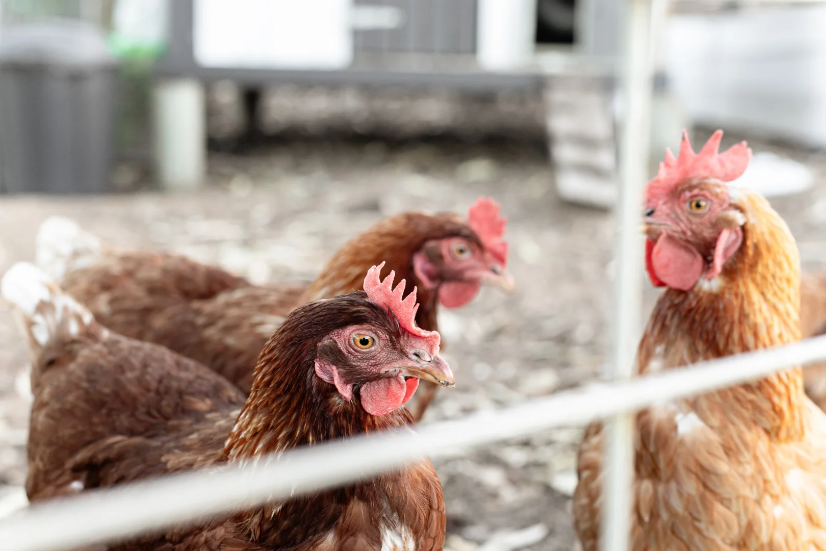 Additional image 40 of 5 Yorrell Road, Baldivis WA 6171