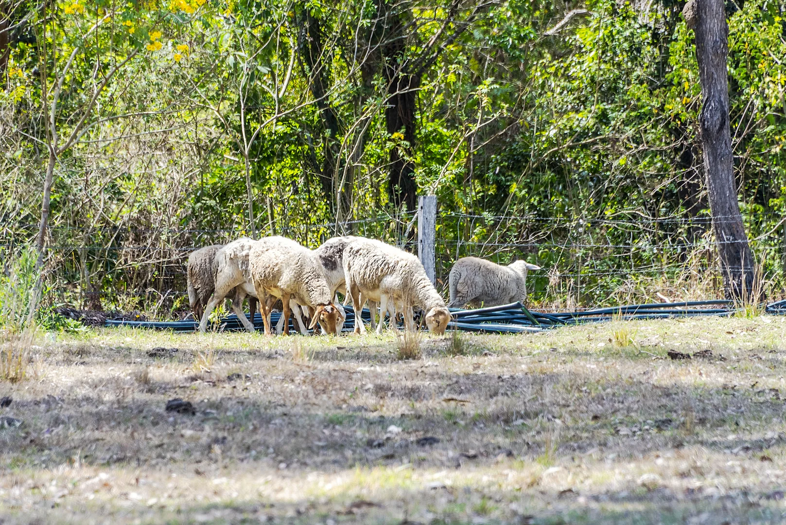 Additional image 28 of 147 Varley Road North, Glenwood QLD 4570