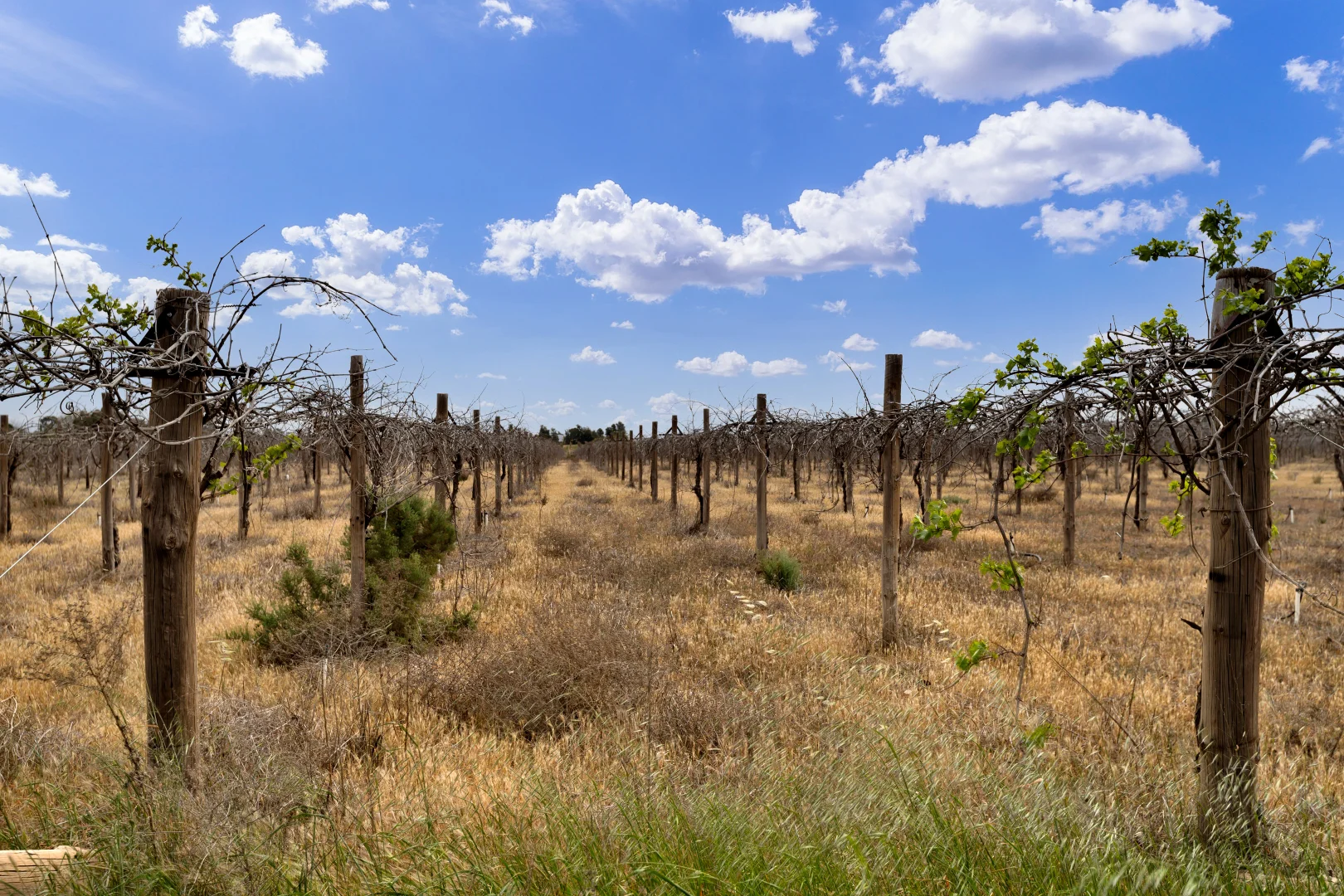 Additional image 8 of 37 Fraser Drive, Merbein VIC 3505