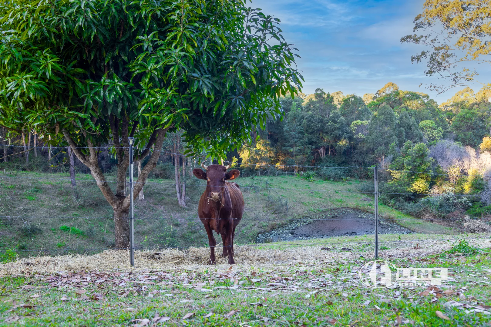 Additional image 11 of 532 Wilson Road, Tanawha QLD 4556