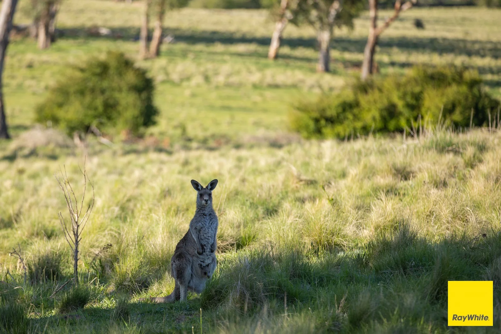 Additional image 2 of 15 Karina Close, Armidale NSW 2350