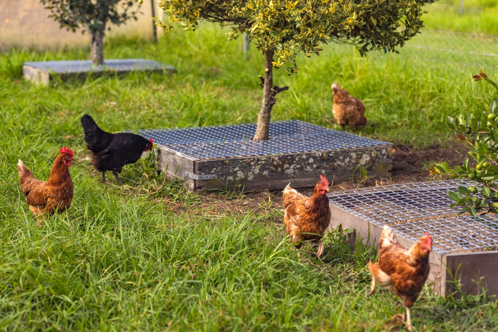 Additional image 51 of Mount George NSW 2424