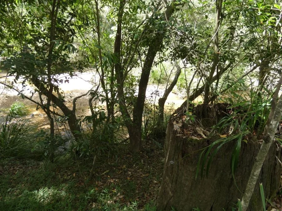 Additional image 22 of 397 Mollenhagens Road, Rosedale QLD 4674