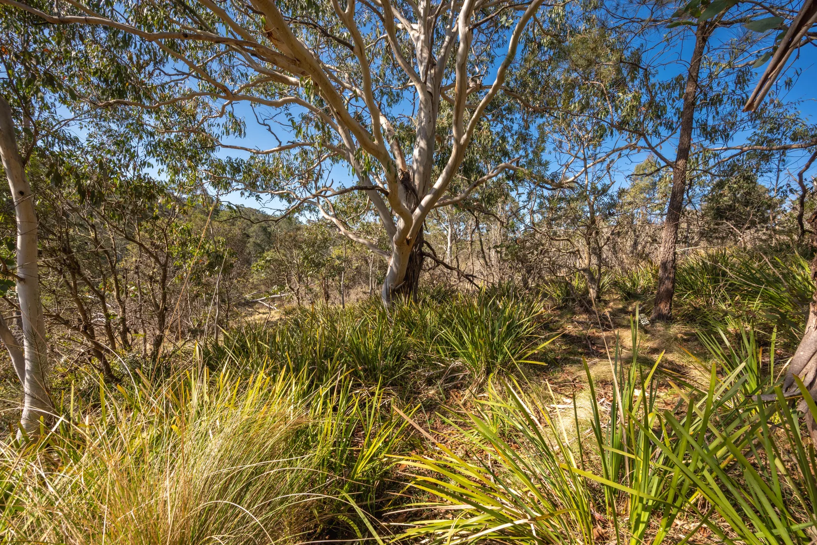Additional image 5 of 153 Blue Bush Road, Wyanbene NSW 2622