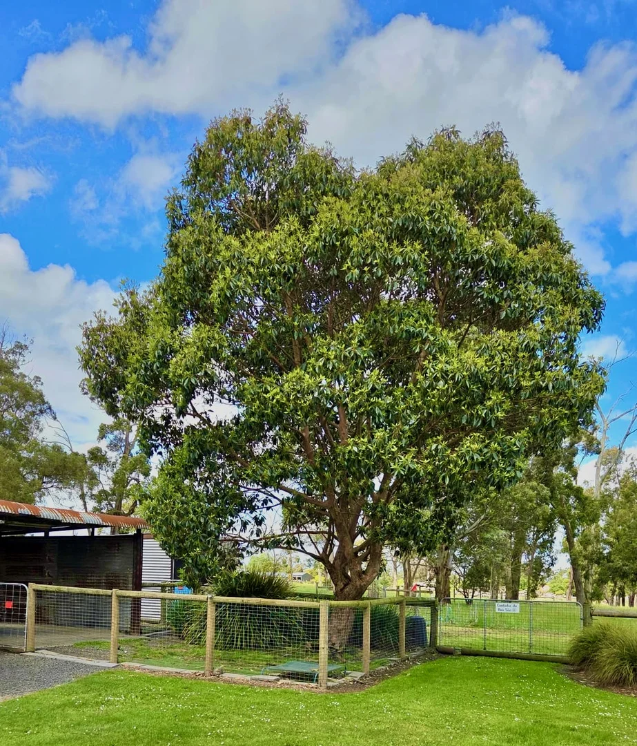 Additional image 22 of 97 Darnum-allambee Road, Darnum VIC 3822