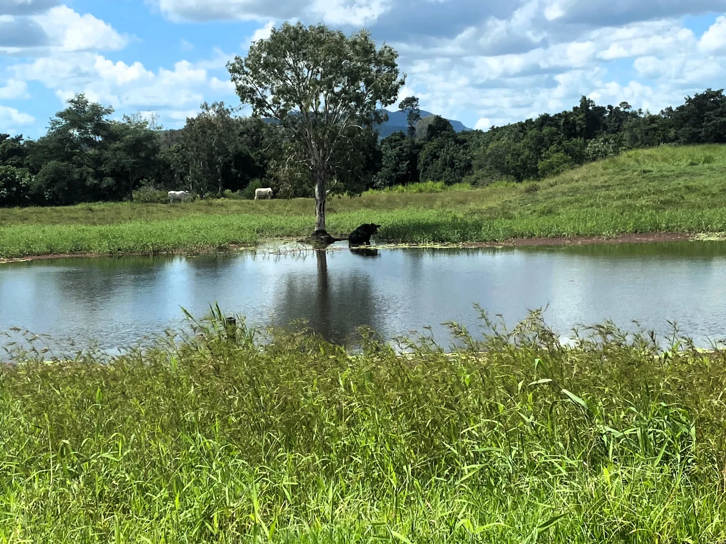 Additional image 9 of Mount Ossa QLD 4741