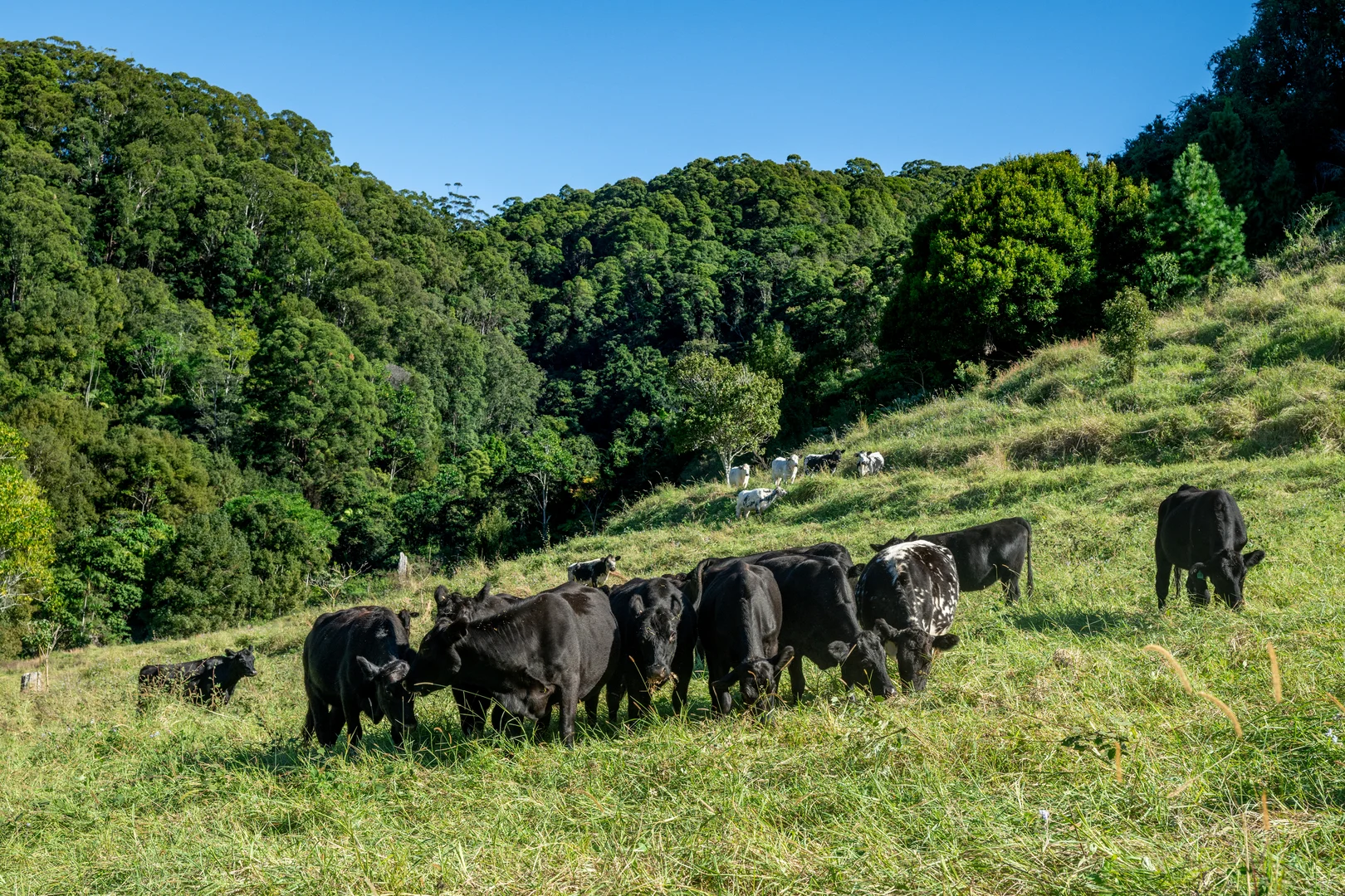 Additional image 37 of Sleepy Hollow NSW 2483