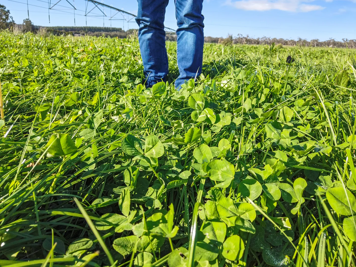 Additional image 2 of 140 Savins Road, Condah VIC 3303