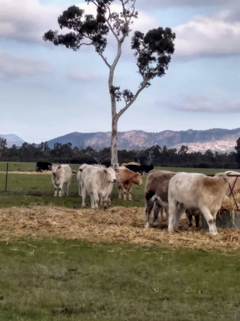 Additional image 14 of Golton South Road, Dadswells Bridge VIC 3385