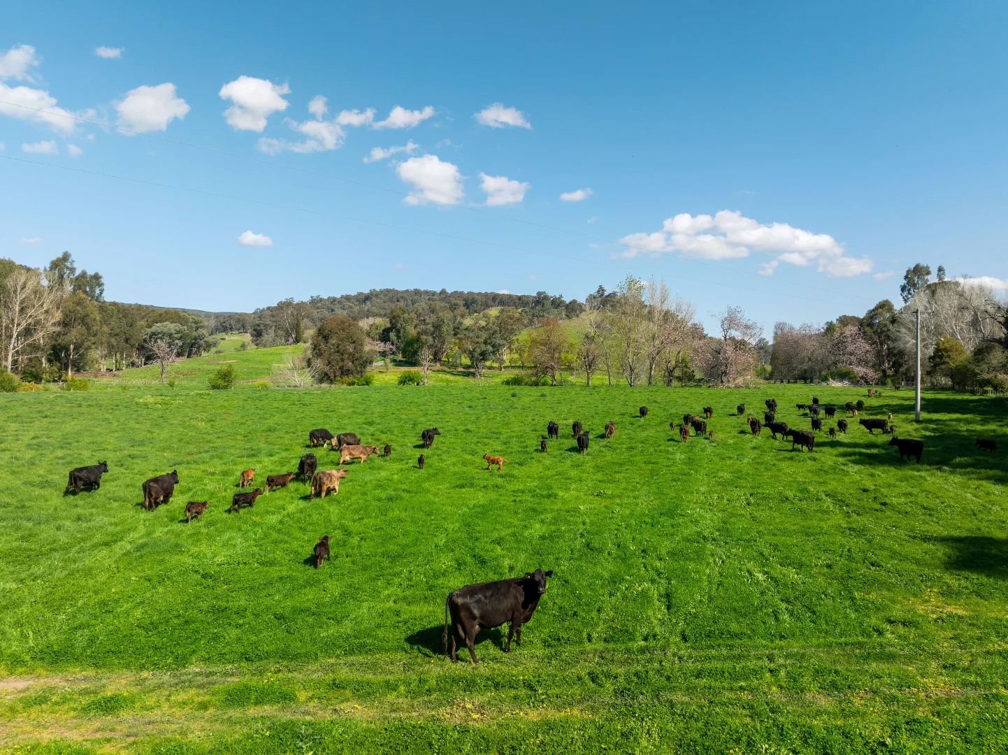 Additional image 28 of 315 Davies Road, Warrenbayne VIC 3670