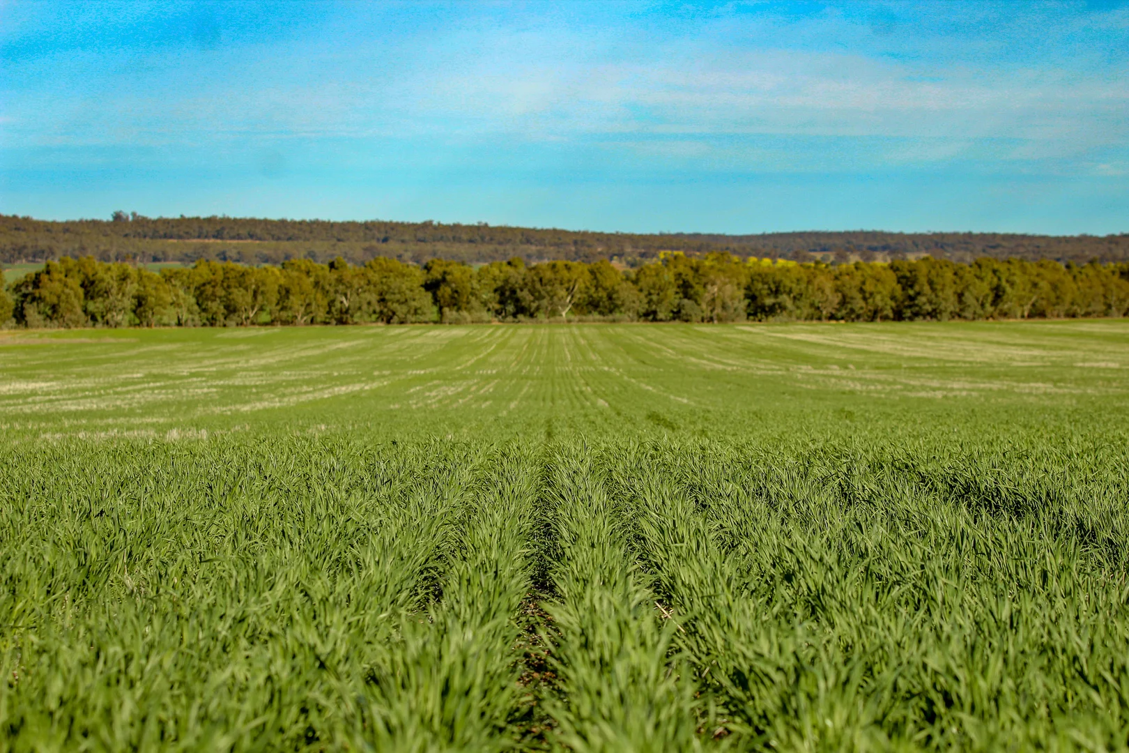 Additional image 7 of Weise Aggregation, Beckom, Ardlethan,, Ariah Park NSW 2665