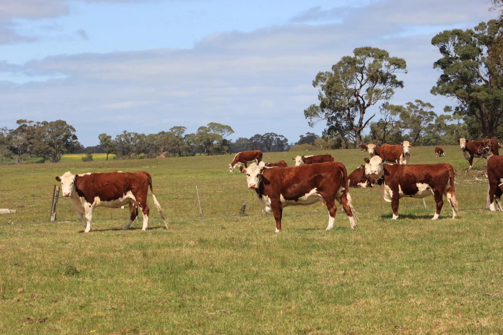 Additional image 12 of Lot/11 Casterton Apsley Road, Apsley VIC 3319