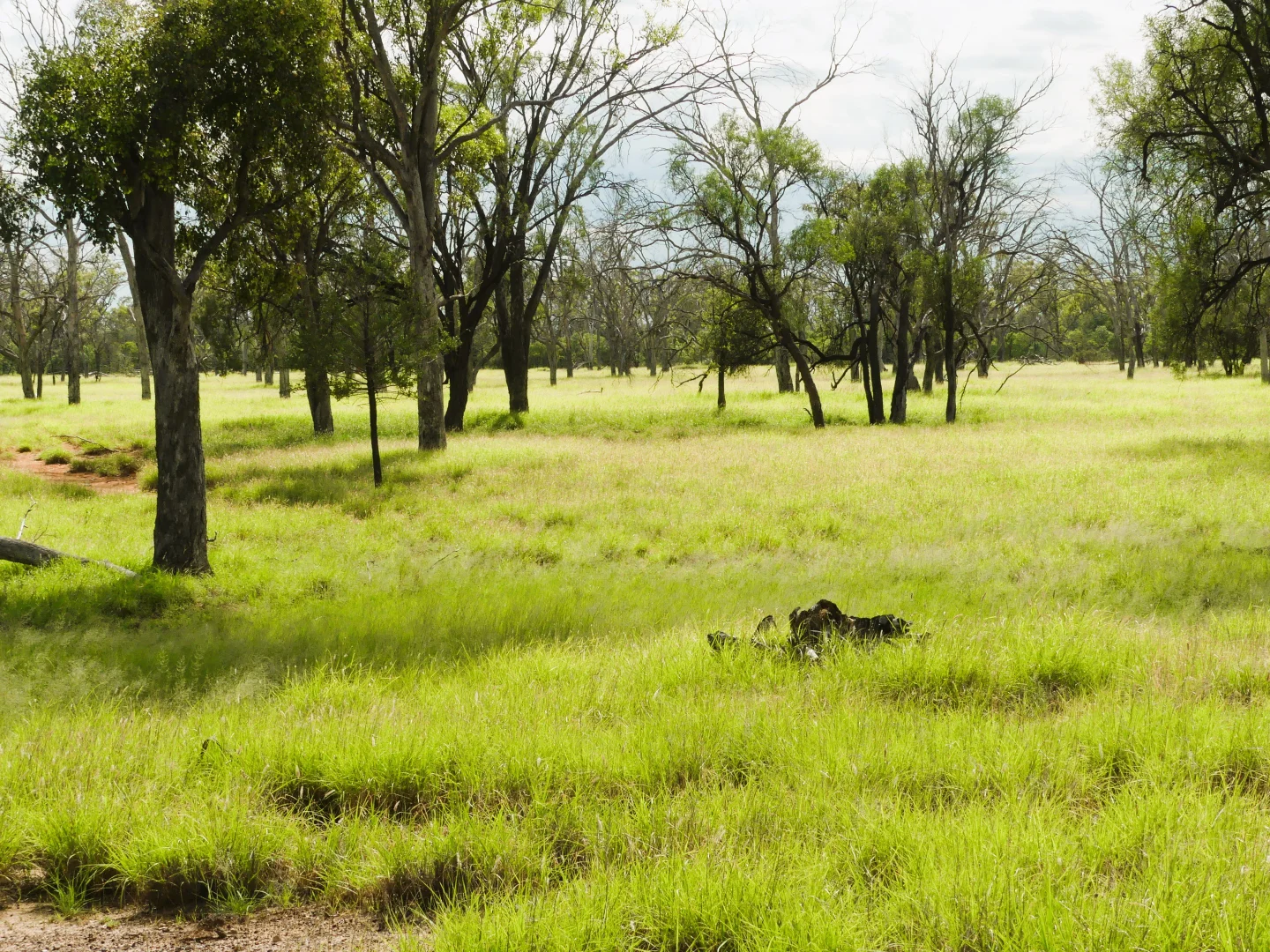 Additional image 5 of 'Gundi' 19181 Carnarvon Highway Highway, Surat QLD 4417