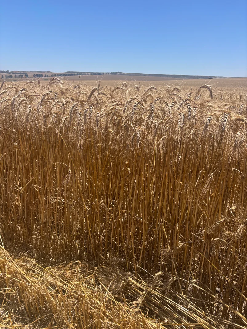 Additional image 5 of Lot 8 Edward Road, Narngulu WA 6532