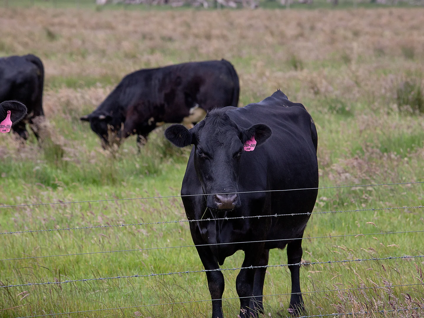 Additional image 19 of 931 Gorae Road, Gorae VIC 3305