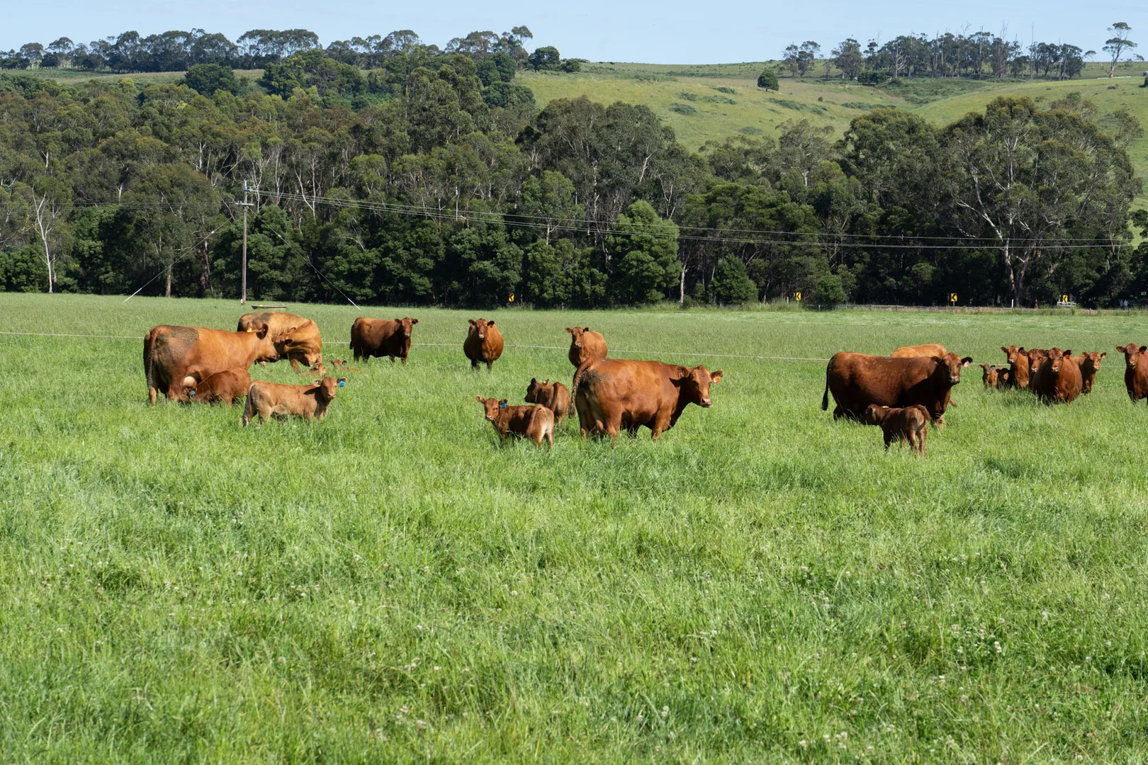 Additional image 4 of 876 Cobden Port Campbell Road, Scotts Creek VIC 3267