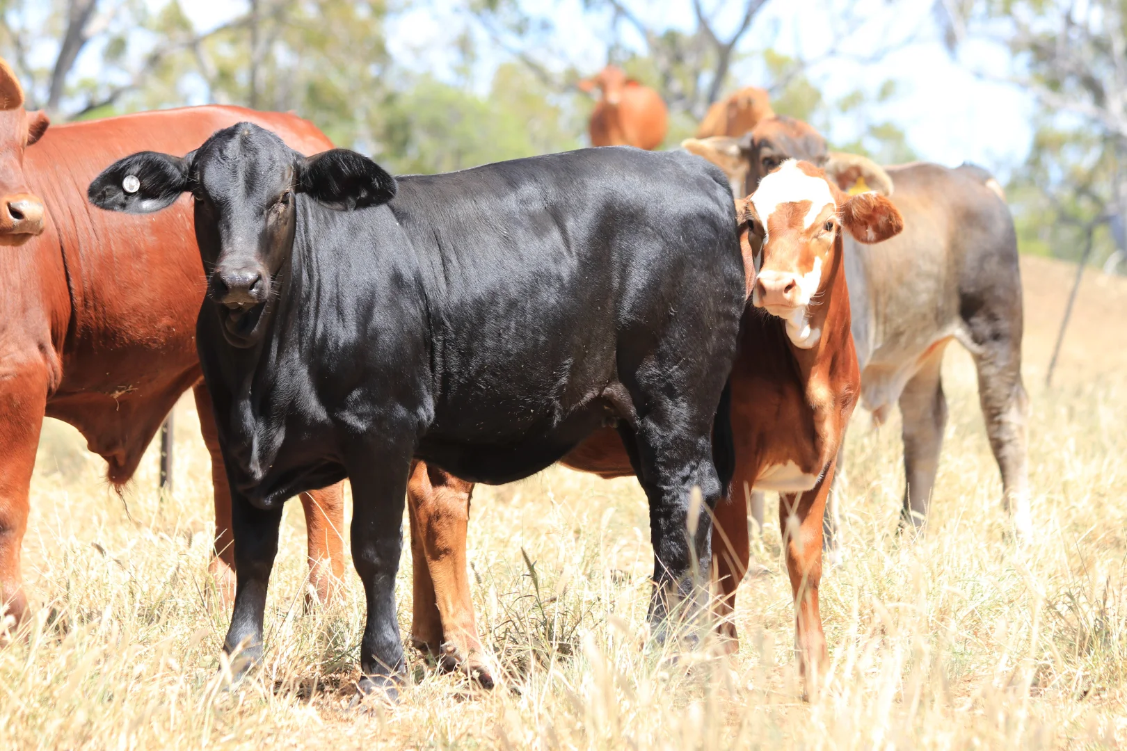 Additional image 16 of 205 Redbank Road, Roma QLD 4455