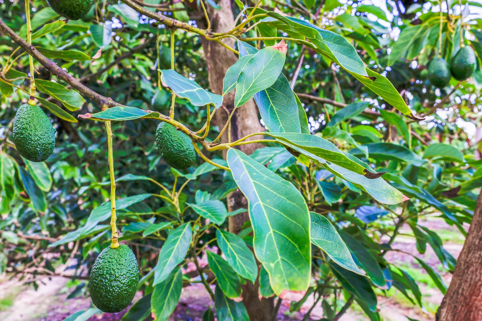 Additional image 4 of 154 Foleys Road, North Gregory QLD 4660