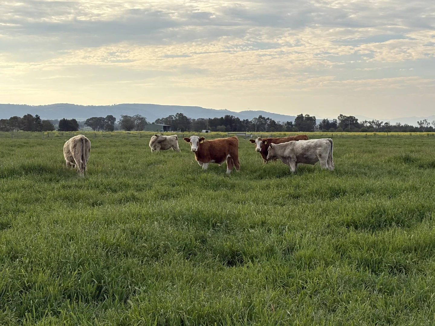 Additional image 37 of "Runnymeade" 80 Blairmore Lane, Aberdeen NSW 2336