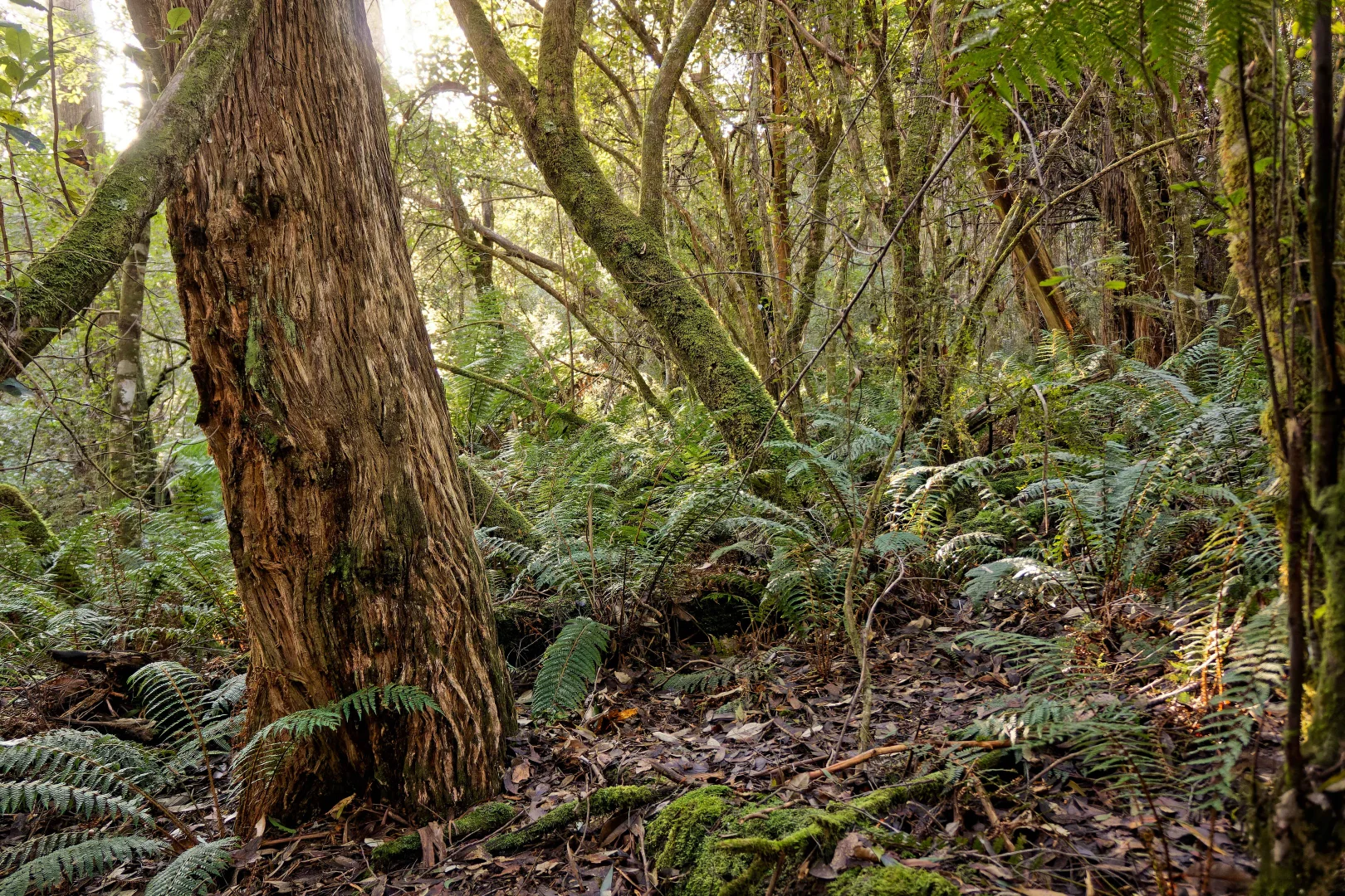 Additional image 20 of Lot 1, 660 Larcombes Road, Reedy Marsh TAS 7304