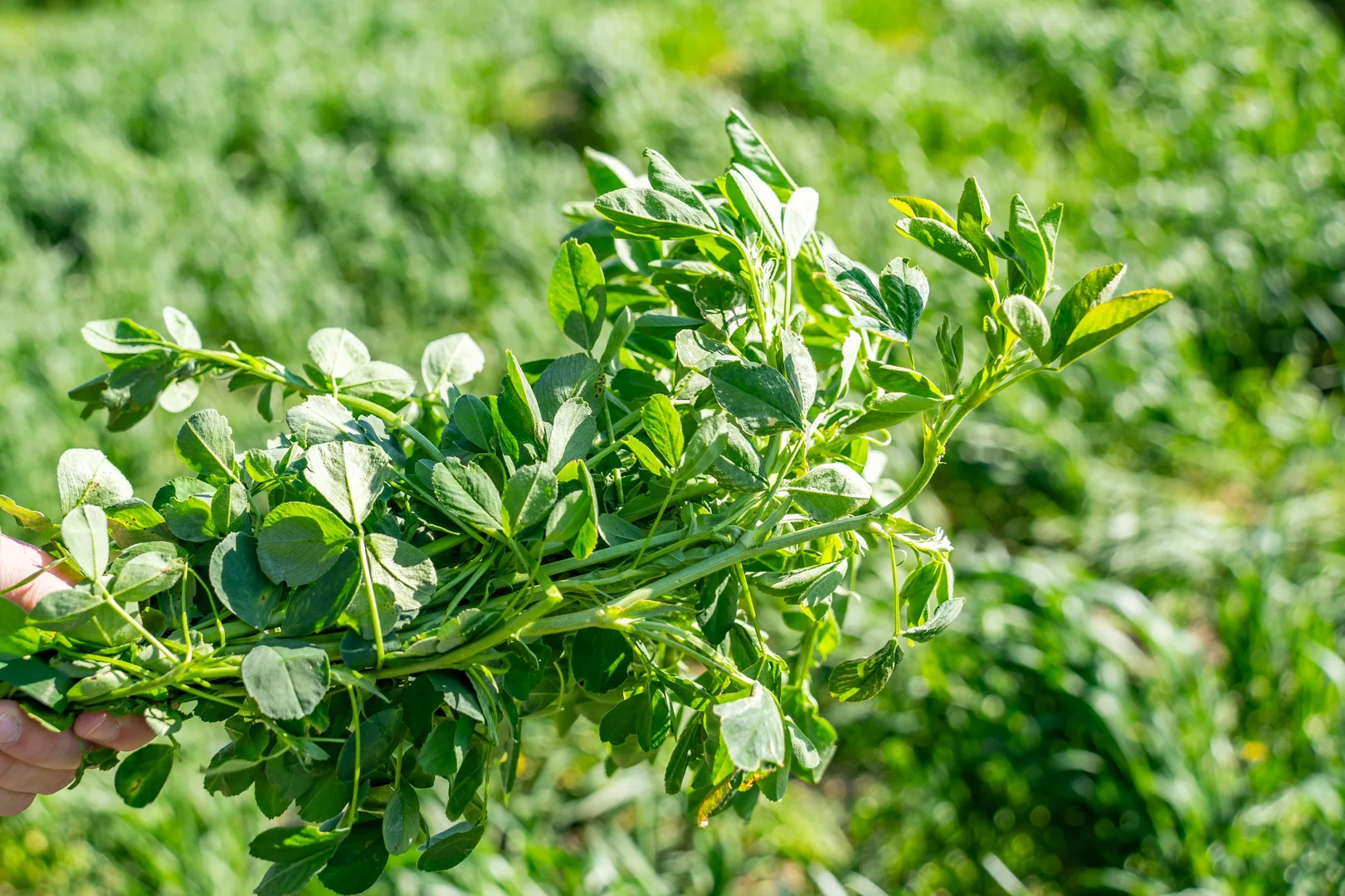 Additional image 22 of Bumbaldry Road, Greenethorpe NSW 2809