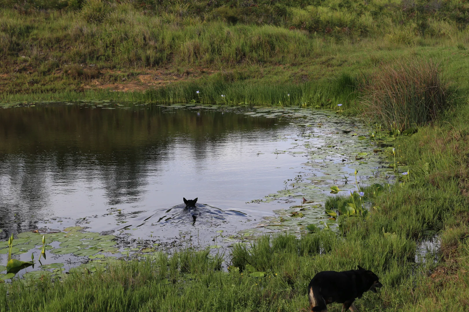 Additional image 15 of 180 Norries Road, Bunyah NSW 2429