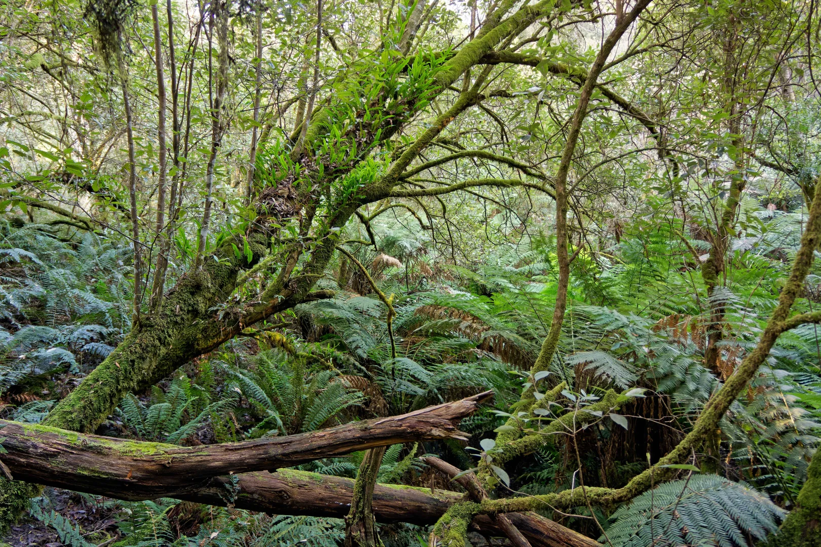 Additional image 5 of Lot 1, 660 Larcombes Road, Reedy Marsh TAS 7304