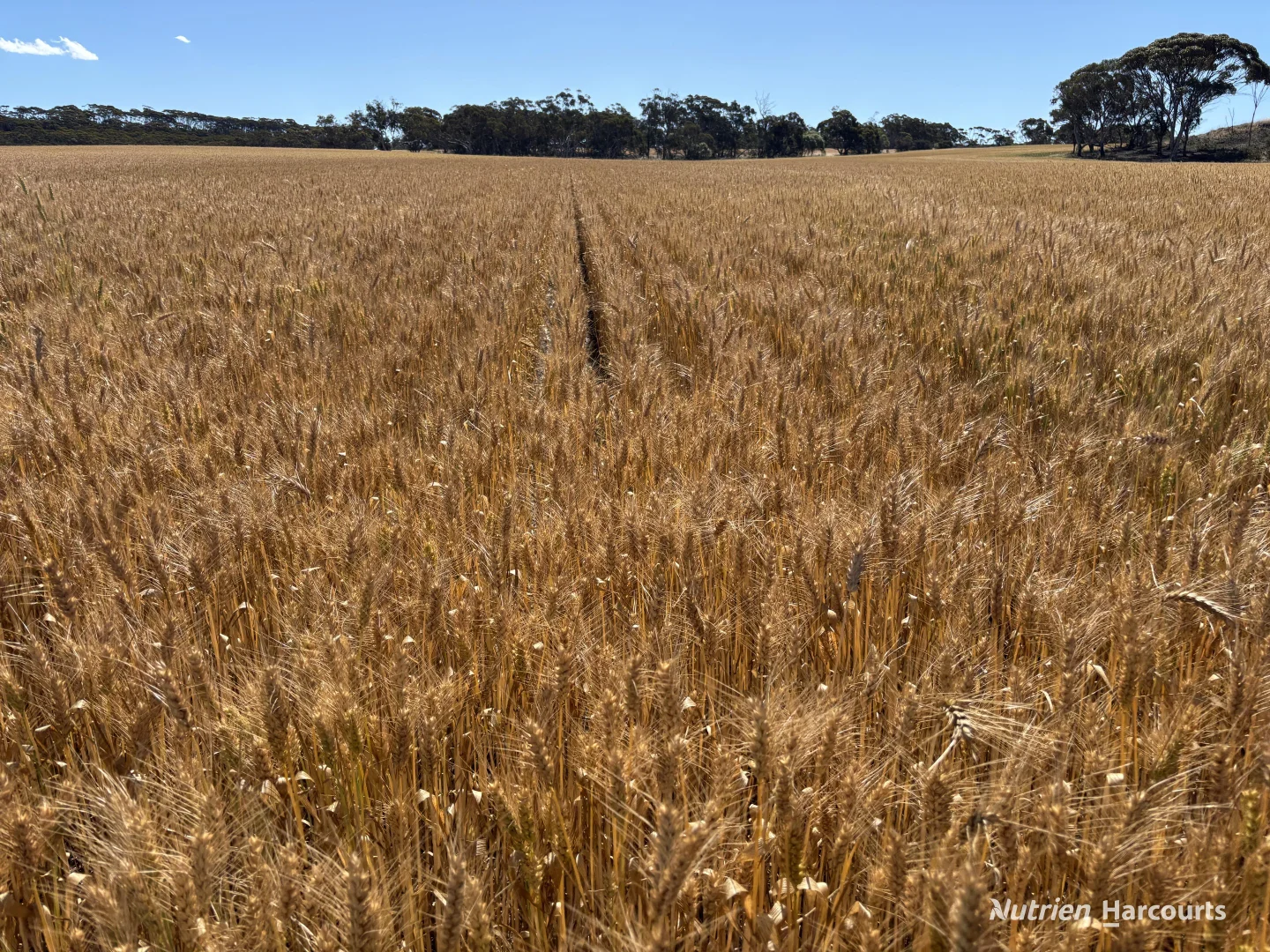 Additional image 8 of . 'Forrestine Farm', Cunderdin WA 6407