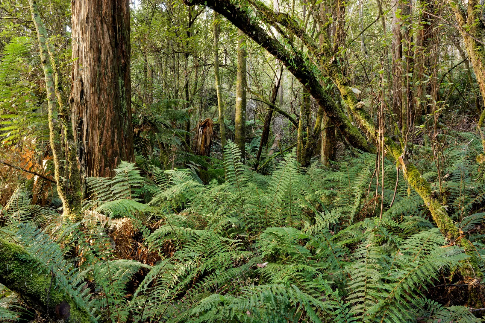 Additional image 23 of Lot 1, 660 Larcombes Road, Reedy Marsh TAS 7304