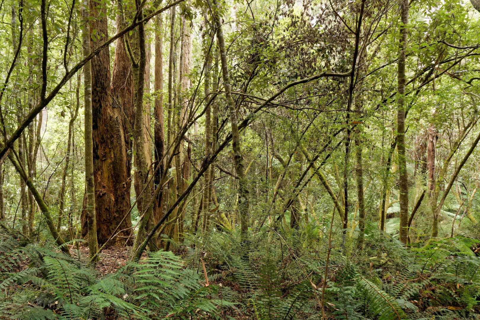 Additional image 19 of Lot 1, 660 Larcombes Road, Reedy Marsh TAS 7304