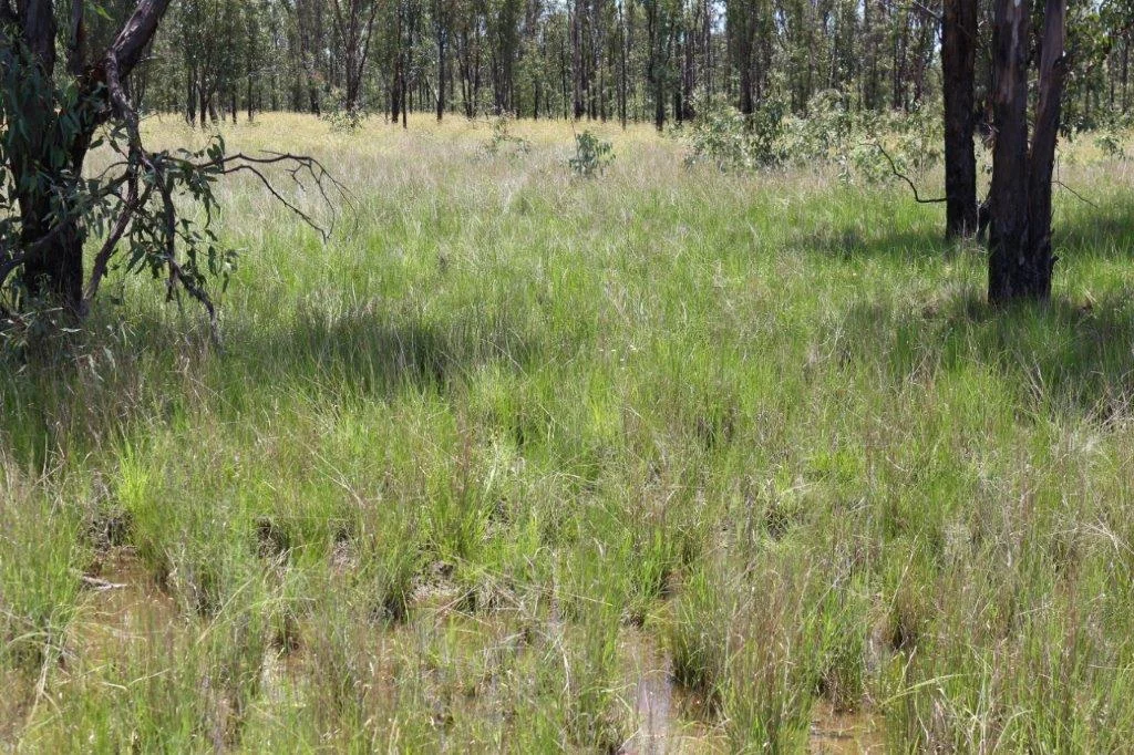 Additional image 4 of Tara QLD 4421