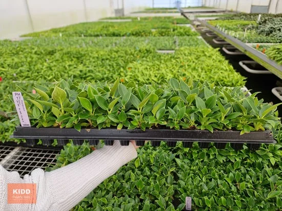 Additional image 20 of Peats Ridge NSW 2250