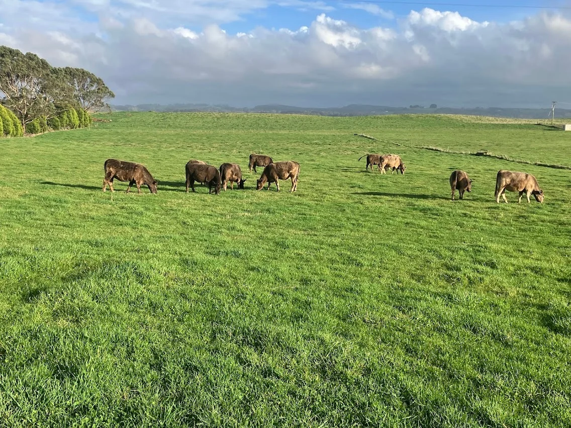 Additional image 15 of Cyathea Road, Forest TAS 7330