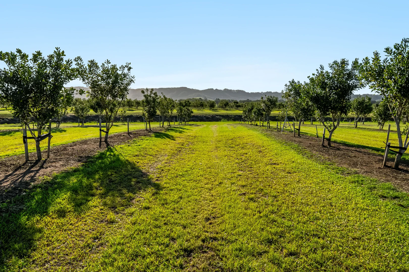 Additional image 15 of 134 Hermans Lane, Pimlico NSW 2478