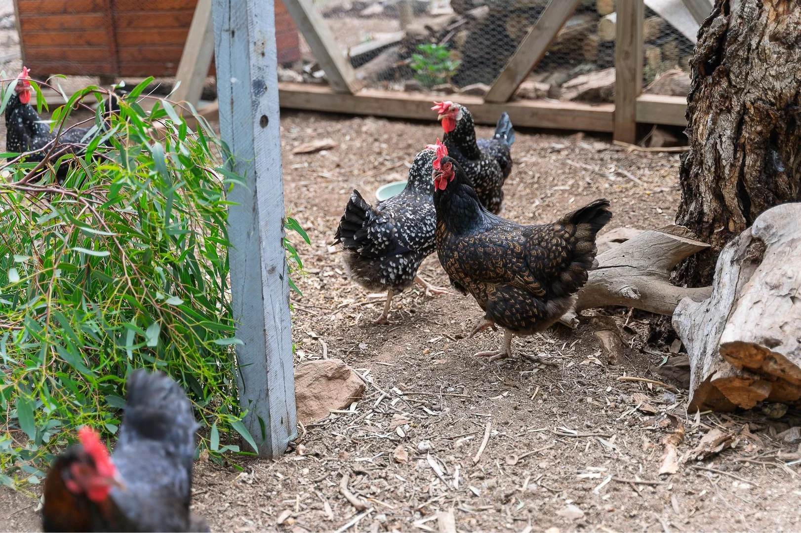 Additional image 19 of 739 Bremer Valley Road, Rockleigh SA 5254