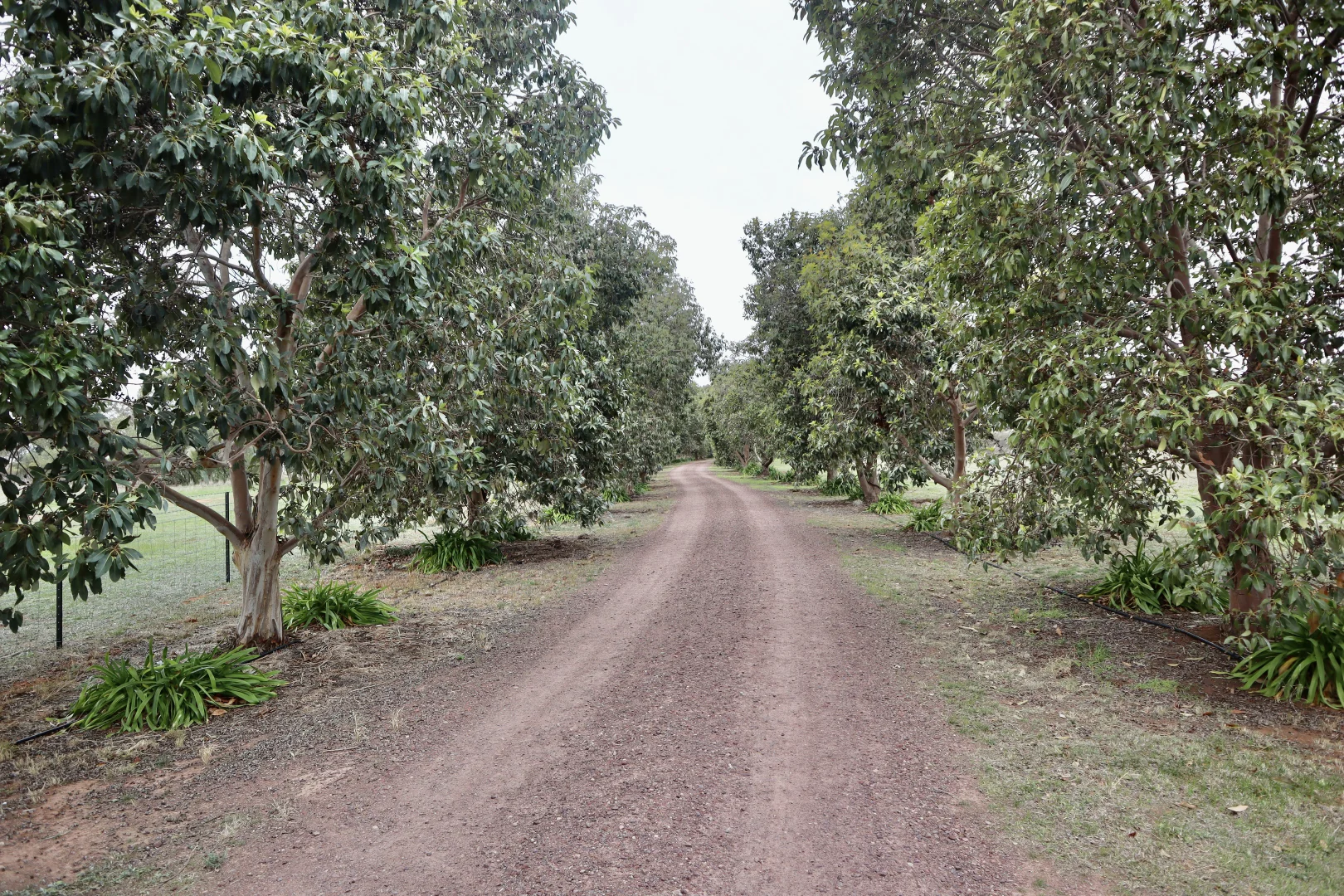 Additional image 3 of 114 Tabain Rd, Merungle Hill NSW 2705