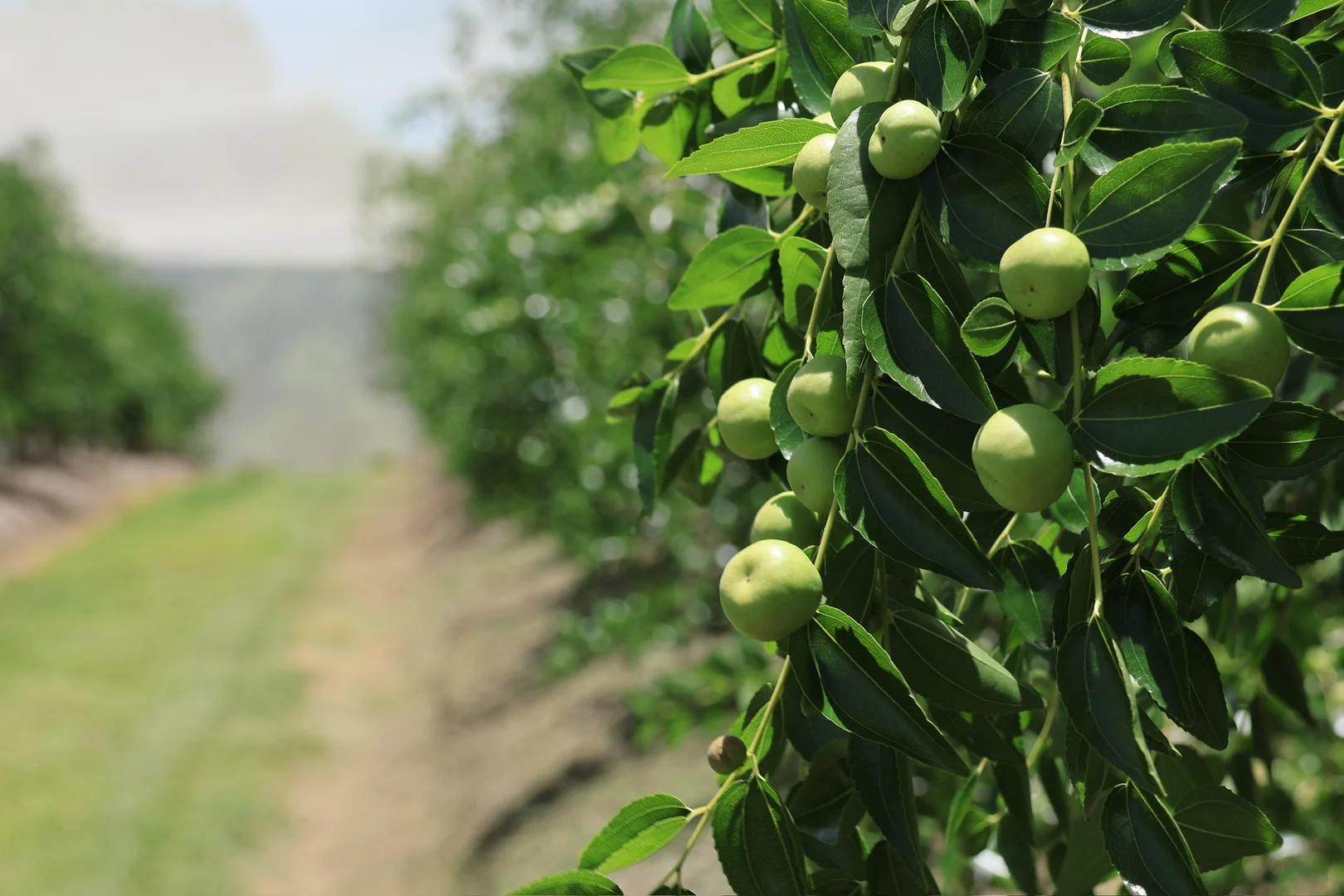 Additional image 8 of 42 Noakes Road, Traveston QLD 4570