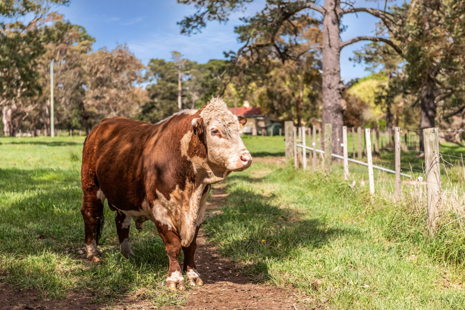 Additional image 34 of 2970 Northern Highway, High Camp VIC 3764