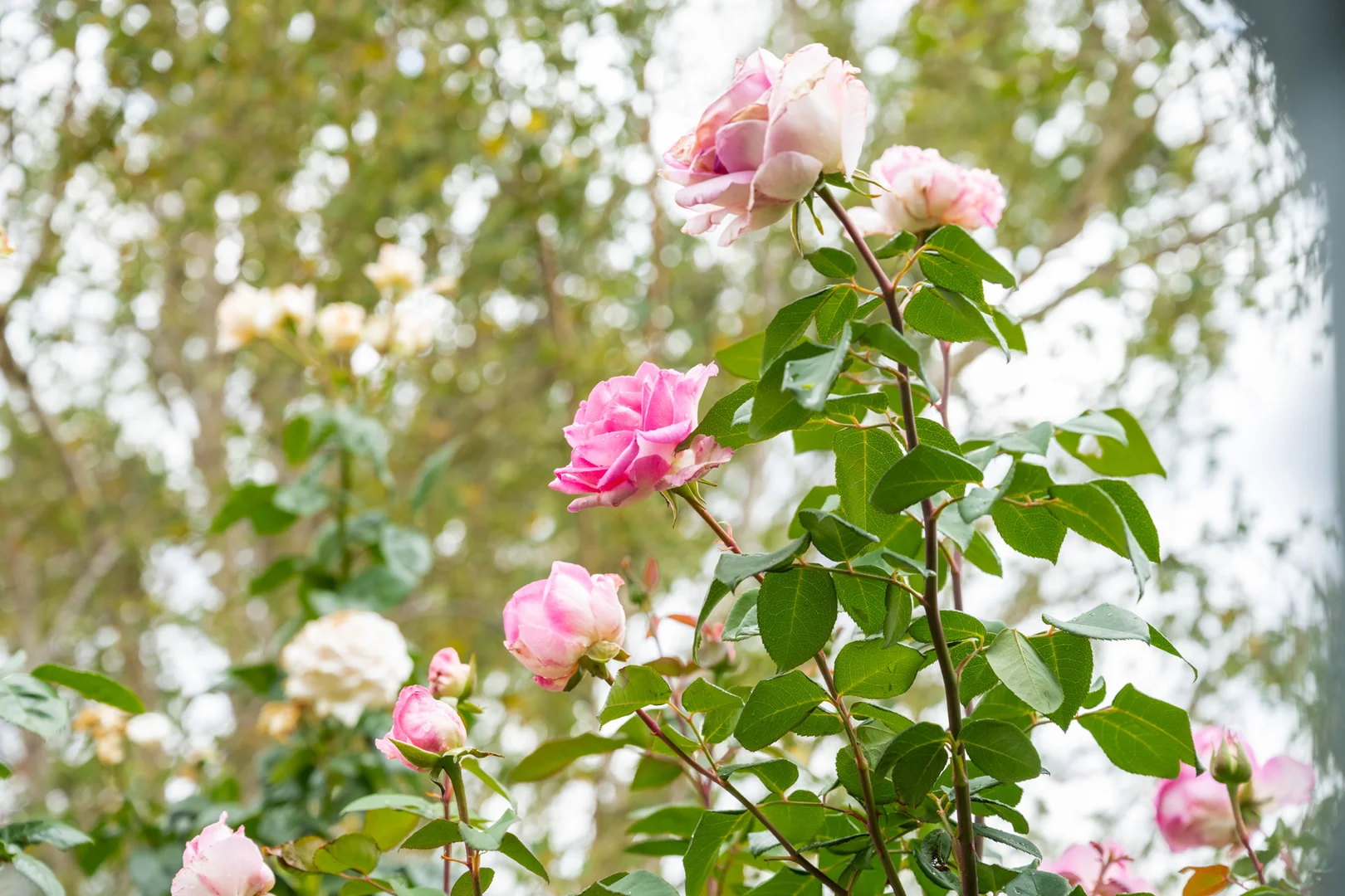 Additional image 27 of 2 Max Young Drive, Mount Gambier SA 5290