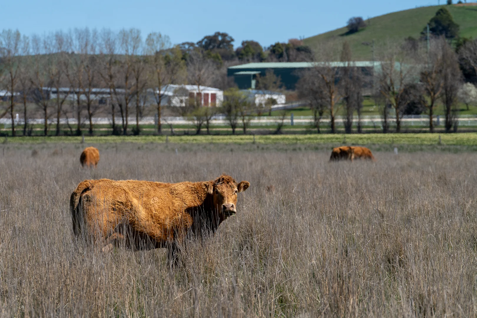 Additional image 13 of 3580 Mid Western Highway, Blayney NSW 2799