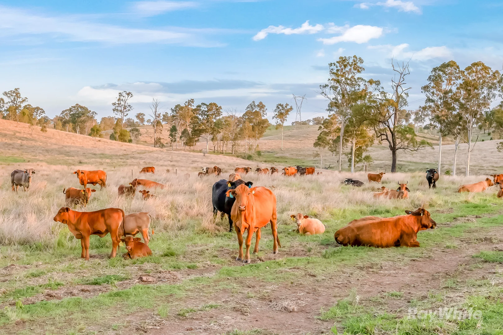 Additional image 35 of 595 Walla Road, Morganville QLD 4671