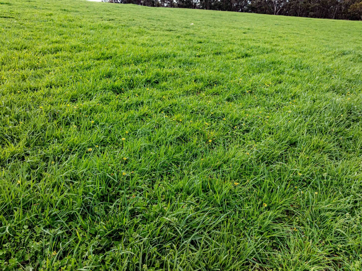 Additional image 6 of 4040 Sunraysia Highway, Lexton VIC 3352